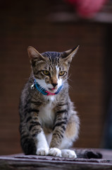 Naklejka na ściany i meble Portrait of cute Thai cat, Beautiful cat's eyes, blur background