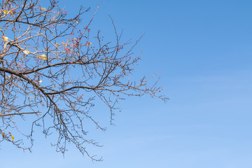 Yellow birch on a background of blue sky in autumn. Copy space, space for text.