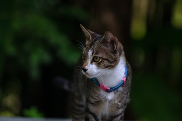 Portrait of cute Thai cat, Beautiful cat's eyes, blur background