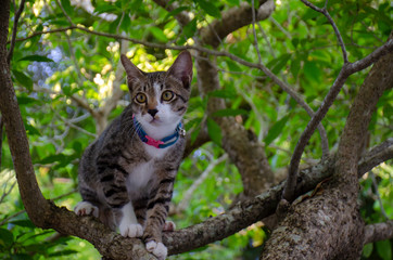 Close-up portrait of cute Thai cat, A cat on the tree