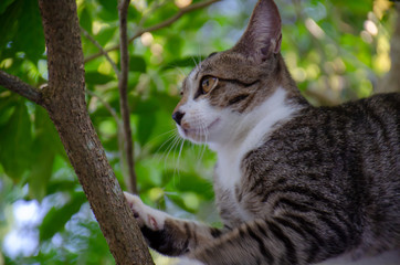 Close-up portrait of cute Thai cat, A cat on the tree