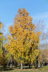 Autumn landscape, yellow trees on the field and blue sky on a sunny day.