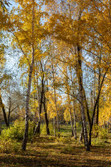 Autumn landscape, yellow trees on the field and blue sky on a sunny day.