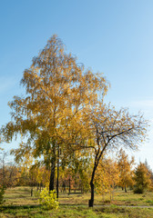 Autumn landscape, yellow trees on the field and blue sky on a sunny day.