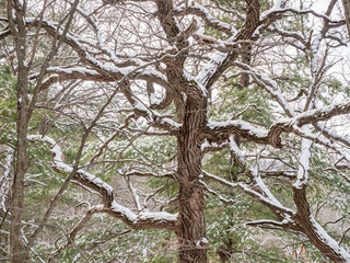 Snowy tree bark with gnarled branches in Quarry Hill Nature Center, Rochester, Minnesota on a snowy day