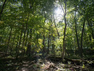 Sun filtering through forest treetops, canopy over trail at Whitewater State Park, Winona, Minnesota, USA in fall