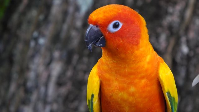 beautiful parrot colorful bird orange