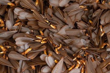 tussock moth Leave the nest In the rainy season