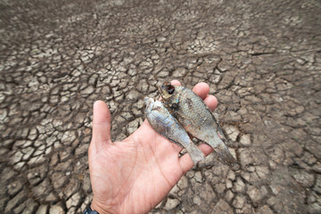 Fish and shellfish are dead with Land with dry and cracked ground because dryness global warming,Global warming background