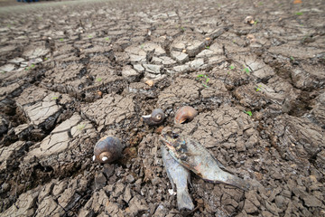 Fish and shellfish are dead with Land with dry and cracked ground because dryness global warming,Global warming background