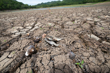 Fish and shellfish are dead with Land with dry and cracked ground because dryness global warming,Global warming background