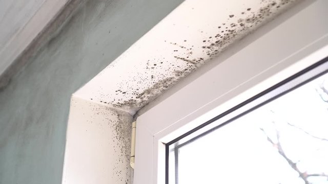 Mold growth. Mould spores thrive on moisture. Mold spores can quickly grow into colonies when exposed to water