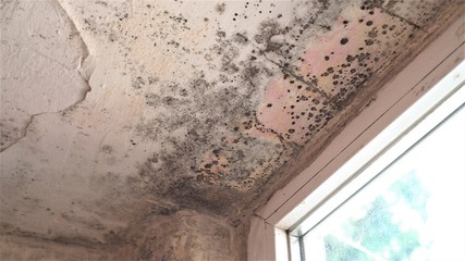 Indoor mold. Mold on white wall, fungus on white background, bacteria on surface. Mold growth at...