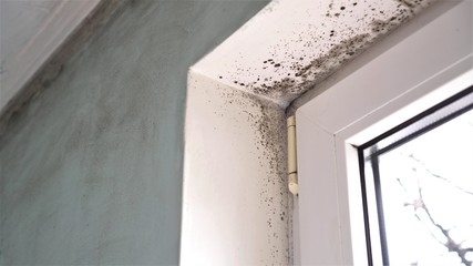 Mold growth. Mould spores thrive on moisture. Mold spores can quickly grow into colonies when exposed to water - obrazy, fototapety, plakaty