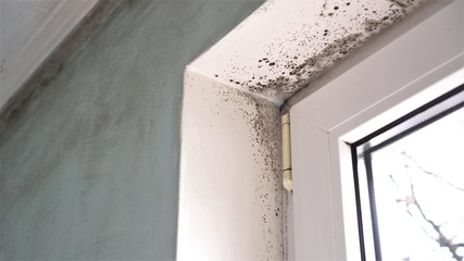 Mold growth. Mould spores thrive on moisture. Mold spores can quickly grow into colonies when...