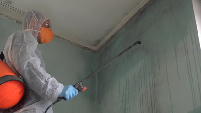 Mold Removal and Mold Remediation company.  Removing large infestations. Highly Trained Mold Remediation and Water Damage Professional