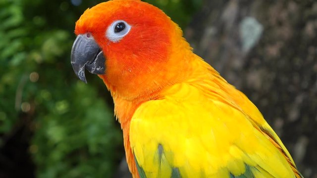 beautiful parrot colorful bird orange