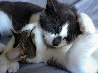 Two cats sleeping together