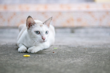 White cat lying on concrete floor