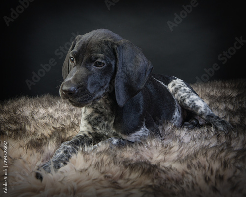 Portrait Of A Black And White German Shorthaired Pointer Puppy