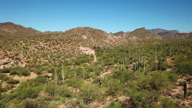 Aerial footage over Saguaro Cactus field in Sonora desert, Arizona Drone view fly slowly over Saguaro Cactus in Sonora desert, Arizona, Usa