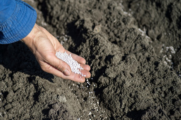 The hand of a woman farmer scatters a handful of white fertilizer granules on the background of an...