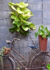 Fototapeta na wymiar bicycle with flowers beauty nature and decorating