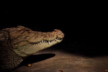 closeup of a crocodile