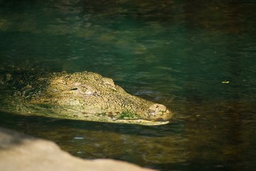 crocodile in water