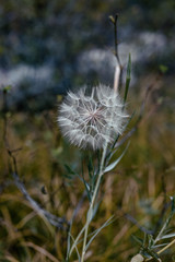 Woodland dandelion 