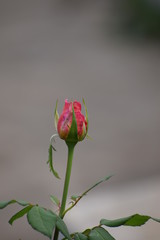 red tulip on black background
