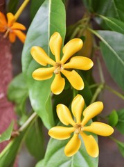 yellow flower blooming in garden home Thailand