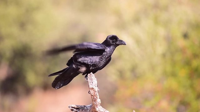 crow on his usual branch making sounds