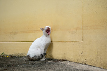 street cat yawn in front of yellow wall