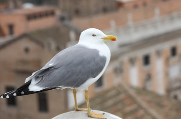 white seagull on a roof of a house