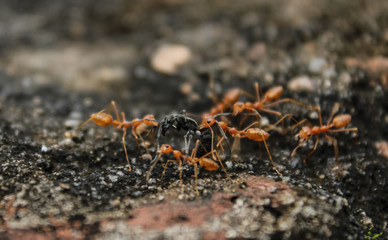 fight among black and red ants