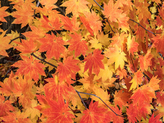autumnal maple leaves in vibrant red and orange colors