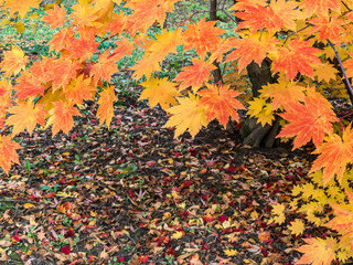 colorful autumn season in forest. bright red autumnal maple leaves