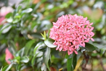 pink flower in the garden