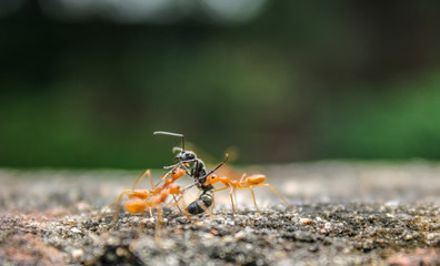 fight among ant