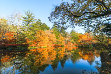 Beautiful Japan autumn at Kumoba Pond or Kumoba ike of Karuizawa ,Nagano Prefecture Japan.