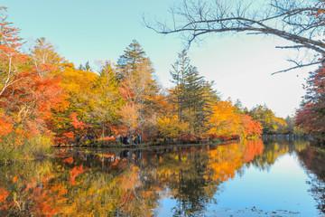 Beautiful Japan autumn at Kumoba Pond or Kumoba ike of Karuizawa ,Nagano Prefecture Japan.