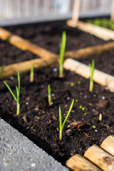 garlic grows in a vegetable garden