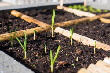 garlic grows in a vegetable garden