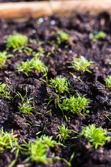 garlic grows in a vegetable garden