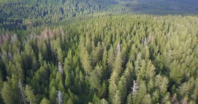 Soaring Over the Black Forest in the Southern Germany in Early Autumn