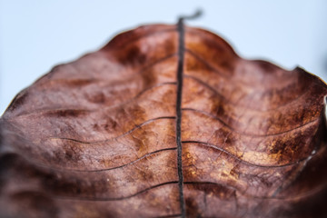 the dry brown leaf