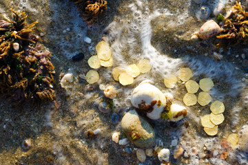 Fototapeta na wymiar Treasure with golden coins by the sea. Discovery, treasure hunting, digging, metal detection concept.