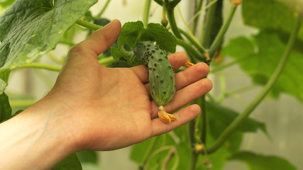 Naklejka na ściany i meble Growing cucumbers and harvesting. Organic production. Ecological products.