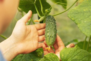 Growing cucumbers and harvesting. Organic production. Ecological products.